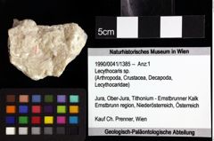 Foto (Objket + Etiketten) von Lecythocaris sp. 